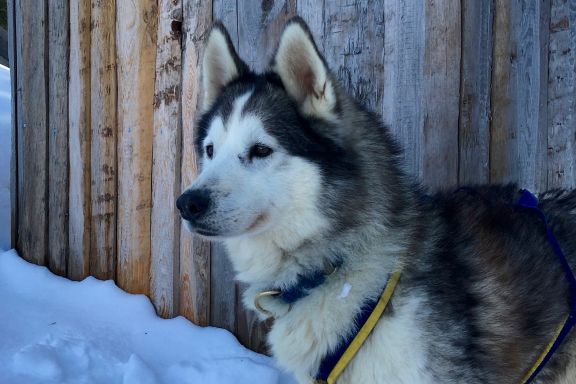 Husky Incentive, Vorarlberg Husky Incentive, Vorarlberg